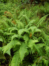 Load image into Gallery viewer, Wood Fern