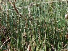 Load image into Gallery viewer, Close-up of countless narrow, bright green with dark nodes stems of scouring rush, also known as horsetail, scouring horsetail and rough horsetail (Equisetum hyemale). One of approximately 200 species of Pacific Northwest native plants available at Sparrowhawk Native Plants, native plant nursery in Portland, Oregon.