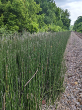 Load image into Gallery viewer, Scouring rush, also known as horsetail, scouring horsetail and rough horsetail (Equisetum hyemale) growing densely in the wet ditch beside railroad tracks. One of approximately 200 species of Pacific Northwest native plants available at Sparrowhawk Native Plants, native plant nursery in Portland, Oregon.