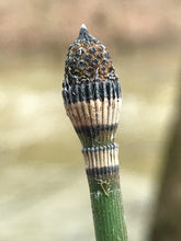 Load image into Gallery viewer, Close-up of the unique spore structure on the stem tip of scouring rush, also known as horsetail, scouring horsetail and rough horsetail (Equisetum hyemale). One of approximately 200 species of Pacific Northwest native plants available at Sparrowhawk Native Plants, native plant nursery in Portland, Oregon.