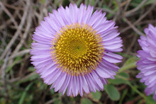 Load image into Gallery viewer, Close-up of the showy lavender flower of seaside daisy, also known as beach daisy (Erigeron glaucus). One of approximately 200 species of Pacific Northwest native wildflowers, shrubs and trees available at Sparrowhawk Native Plants, native plant nursery in Portland, Oregon.