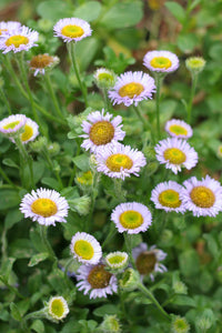 A flowering population of seaside or beach daisy (Erigeron glaucus) in the habitat garden. One of 150+ species of Pacific Northwest native plants available at Sparrowhawk Native Plants, Native Plant Nursery in Portland, Oregon.