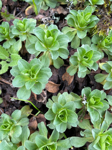 The foliage of seaside daisy, also known as beach daisy (Erigeron glaucus). One of approximately 200 species of Pacific Northwest native wildflowers, shrubs and trees available at Sparrowhawk Native Plants, native plant nursery in Portland, Oregon.