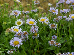 A population of seaside or beach daisy (Erigeron glaucus), with its blooms starting to die back in late summer, in the habitat garden. One of 150+ species of Pacific Northwest native plants available at Sparrowhawk Native Plants, Native Plant Nursery in Portland, Oregon.