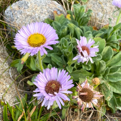 The flowering growth habit of the showy lavender flower of seaside daisy, also known as beach daisy (Erigeron glaucus). One of approximately 200 species of Pacific Northwest native wildflowers, shrubs and trees available at Sparrowhawk Native Plants, native plant nursery in Portland, Oregon.