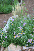 Load image into Gallery viewer, A stunning, small population of showy fleabane (Erigeron speciosus), blanketed in purple blooms, in the habitat garden. One of 150+ species of Pacific Northwest native plants available at Sparrowhawk Native Plants, Native Plant Nursery in Portland, Oregon.
