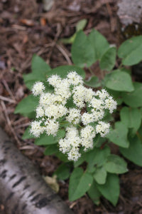 Flowers and foliage of arrowleaf buckwheat (Eriogonum compositum). One of 150+ species of Pacific Northwest native plants available at Sparrowhawk Native Plants, Native Plant Nursery in Portland, Oregon.