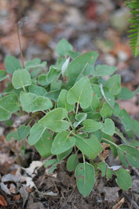 Foliage of arrowleaf buckwheat (Eriogonum compositum). One of 150+ species of Pacific Northwest native plants available at Sparrowhawk Native Plants, Native Plant Nursery in Portland, Oregon.
