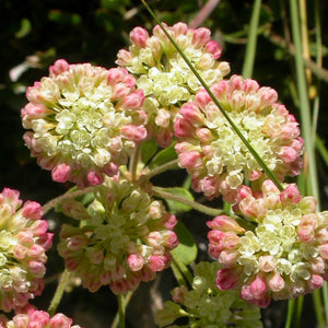 Close-up of the dense, dome-shaped flower clusters of sulphur-flower buckwheat (Eriogonum umbellatum). One of the 150+ species of Pacific Northwest native plants available through Sparrowhawk Native Plants in Portland, Oregon. 
