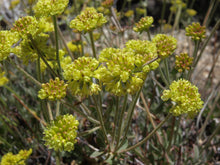 Load image into Gallery viewer, Close-up of light yellow flower clusters of sulphur-flower buckwheat (Eriogonum umbellatum). One of the 150+ species of Pacific Northwest native plants available through Sparrowhawk Native Plants in Portland, Oregon. 