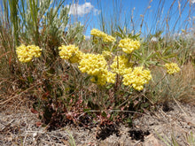 Load image into Gallery viewer, A small population of light yellow-flowering sulphur-flower buckwheat (Eriogonum umbellatum) in the wild. One of the 150+ species of Pacific Northwest native plants available through Sparrowhawk Native Plants in Portland, Oregon. 