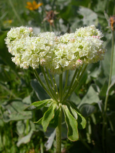 Several, upright white flower clusters and whirled leaves of sulphur-flower buckwheat (Eriogonum umbellatum). One of the 150+ species of Pacific Northwest native plants available through Sparrowhawk Native Plants in Portland, Oregon. 
