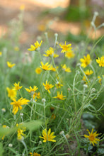 Load image into Gallery viewer, Oregon sunshine (Eriophyllum lanatum). One of 150+ species of Pacific Northwest native plants available at Sparrowhawk Native Plants, Native Plant Nursery in Portland, Oregon.