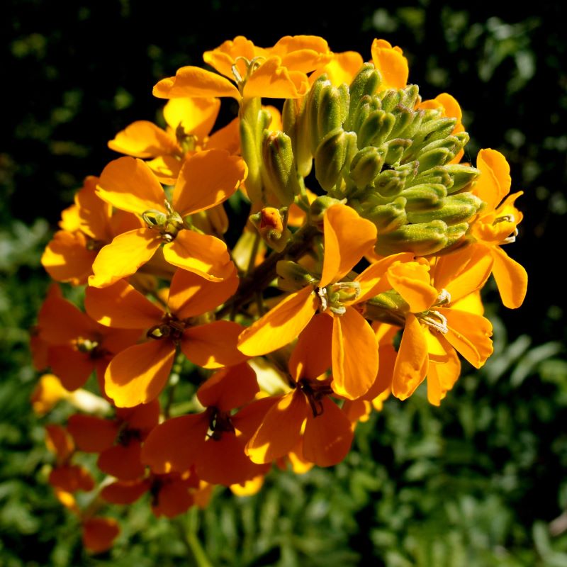 Close-up of a cluster of vibrant orange flowers on a western wallflower (Erysimum capitatus). One of the 150+ species of Pacific Northwest native plants available at Sparrowhawk Native Plants in Portland, Oregon.