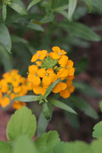 Load image into Gallery viewer, Close up of a cluster of orange flowers of western wallflower (Erysimum capitatus). One of approximately 200 species of Pacific Northwest native plants available at Sparrowhawk Native Plants in Portland, Oregon.