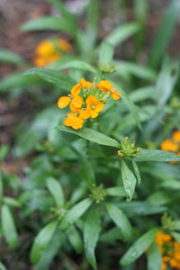 Cluster of orange flowers and lance-shaped leaves of western wallflower (Erysimum capitatus). One of approximately 200 species of Pacific Northwest native plants available at Sparrowhawk Native Plants in Portland, Oregon.