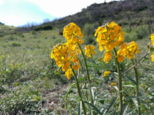 Load image into Gallery viewer, Close up of clusters of orange flowers of western wallflower (Erysimum capitatus). One of approximately 200 species of Pacific Northwest native plants available at Sparrowhawk Native Plants in Portland, Oregon.