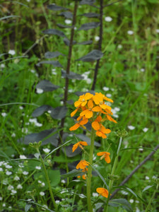 Close up of a cluster of orange flowers of western wallflower (Erysimum capitatus). One of approximately 200 species of Pacific Northwest native plants available at Sparrowhawk Native Plants in Portland, Oregon.