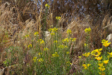 Load image into Gallery viewer, Yellow flowers of western wallflower (Erysimum capitatus) in the wild with California poppy. One of approximately 200 species of Pacific Northwest native plants available at Sparrowhawk Native Plants in Portland, Oregon.