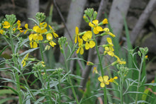 Load image into Gallery viewer, Yellow-flowering stalks of western wallflower (Erysimum capitatus). One of the 150+ species of Pacific Northwest native plants available at Sparrowhawk Native Plants in Portland, Oregon.