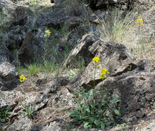 Load image into Gallery viewer, Yellow flowers of western wallflower (Erysimum capitatus) in a rocky environment. One of approximately 200 species of Pacific Northwest native plants available at Sparrowhawk Native Plants in Portland, Oregon.