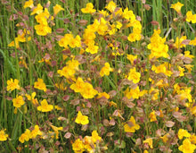 Cargar imagen en el visor de la galería, Close-up of the flowers and seed heads of yellow monkeyflower (Erythranthe guttata, formerly/aka Mimulus guttatus). One of approximately 200 species of Pacific Northwest native plants available at Sparrowhawk Native Plants, Native Plant Nursery in Portland, Oregon.