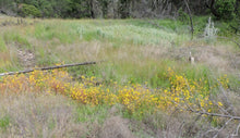 Cargar imagen en el visor de la galería, Yellow monkeyflower (Erythranthe guttata, formerly/aka Mimulus guttatus) growing in a meadow. One of approximately 200 species of Pacific Northwest native plants available at Sparrowhawk Native Plants, Native Plant Nursery in Portland, Oregon.
