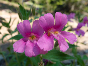 Close up of two bearded, showy flowers of purple monkeyflower, aka Lewis' monkeyflower or pink monkeyflower (Erythranthe lewisii, formerly Mimulus lewisii). One of approximately 200 species of Pacific Northwest native trees, shrubs and wildflowers available at Sparrowhawk Native Plants, native plant nursery in Portland, Oregon