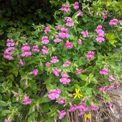 Countless pink blooms of purple monkeyflower, aka Lewis' monkeyflower or pink monkeyflower (Erythranthe lewisii, formerly Mimulus lewisii). One of approximately 200 species of Pacific Northwest native trees, shrubs and wildflowers available at Sparrowhawk Native Plants, native plant nursery in Portland, Oregon