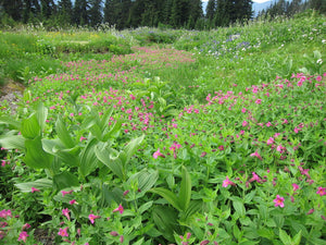 A breathtaking meadow of purple monkeyflower, aka Lewis' monkeyflower or pink monkeyflower (Erythranthe lewisii, formerly Mimulus lewisii) in full bloom. One of approximately 200 species of Pacific Northwest native trees, shrubs and wildflowers available at Sparrowhawk Native Plants, native plant nursery in Portland, Oregon