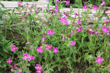 Load image into Gallery viewer, Purple monkeyflower, aka Lewis&#39; monkeyflower or pink monkeyflower (Erythranthe lewisii, formerly Mimulus lewisii) in front of a nurse log. One of approximately 200 species of Pacific Northwest native trees, shrubs and wildflowers available at Sparrowhawk Native Plants, native plant nursery in Portland, Oregon