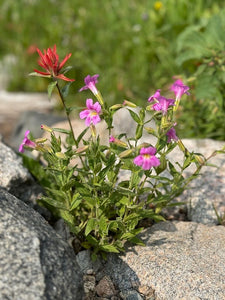 Purple monkeyflower, aka Lewis' monkeyflower or pink monkeyflower (Erythranthe lewisii, formerly Mimulus lewisii) acting as a host to red paintbrush. One of approximately 200 species of Pacific Northwest native trees, shrubs and wildflowers available at Sparrowhawk Native Plants, native plant nursery in Portland, Oregon