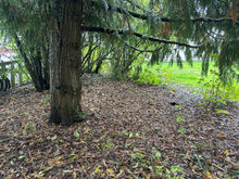 Load image into Gallery viewer, Same population of white fawn lily (Erythronium oregonum) as previous pic, but this time it&#39;s sleeping in the FALL habitat garden. One of the 100+ species of Pacific Northwest native plants available at Sparrowhawk Native Plants Nursery in Portland, Oregon