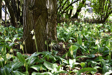 Load image into Gallery viewer, Population of white fawn lily (Erythronium oregonum) in the habitat garden. One of the 100+ species of Pacific Northwest native plants available at Sparrowhawk Native Plants Nursery in Portland, Oregon