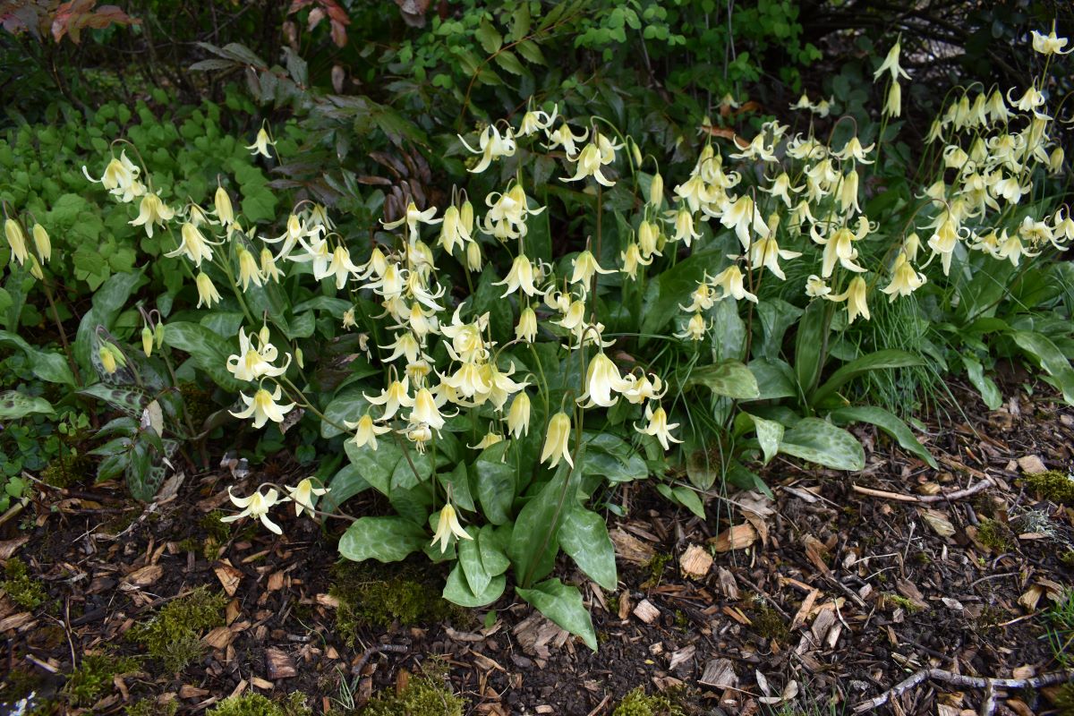 white fawn lily edible White Fawn Lily – Sparrowhawk Native Plants