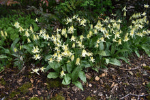 Load image into Gallery viewer, Population of white fawn lily (Erythronium oregonum) in the habitat garden. One of the 100+ species of Pacific Northwest native plants available at Sparrowhawk Native Plants Nursery in Portland, Oregon