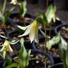 Load image into Gallery viewer, Close up of the creamy white flower of white fawn lily (Erythronium oregonum) in one gallon pots at in April. One of the 100+ species of Pacific Northwest native plants available at Sparrowhawk Native Plants Nursery in Portland, Oregon