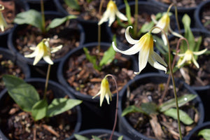 Close up of the creamy white flower of white fawn lily (Erythronium oregonum) in one gallon pots at in April. One of the 100+ species of Pacific Northwest native plants available at Sparrowhawk Native Plants Nursery in Portland, Oregon