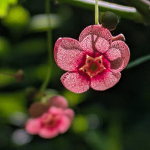 Cargar imagen en el visor de la galería, Close-up of the flower of western wahoo or burning bush (Euonymus occidentalis). One of approximately 200 species of Pacific Northwest native plants available at Sparrowhawk Native Plants, native plant nursery in Portland, Oregon.