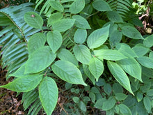 Cargar imagen en el visor de la galería, Green leaves, seen growing in pairs, of western wahoo or burning bush (Euonymus occidentalis). One of approximately 200 species of Pacific Northwest native plants available at Sparrowhawk Native Plants, native plant nursery in Portland, Oregon.