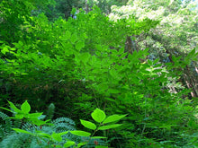 Cargar imagen en el visor de la galería, Growth habitat of western wahoo or burning bush (Euonymus occidentalis) in the wild. One of approximately 200 species of Pacific Northwest native plants available at Sparrowhawk Native Plants, native plant nursery in Portland, Oregon.