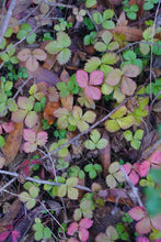Cargar imagen en el visor de la galería, A wild population of woodland strawberry (Fragaria vesca) turning shades of yellow and pink in autumn. One of approximately 200 species of Pacific Northwest native plants available at Sparrowhawk Native Plants, native plant nursery in Portland, Oregon.