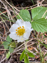 Cargar imagen en el visor de la galería, Close-up of the cheerful five-petaled white flowers and finely toothed leaves of woodland strawberry (Fragaria vesca). One of approximately 200 species of Pacific Northwest native plants available at Sparrowhawk Native Plants, native plant nursery in Portland, Oregon.