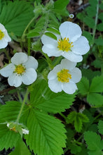 Cargar imagen en el visor de la galería, Close-up of the cheerful five-petaled white flowers and finely toothed leaves of woodland strawberry (Fragaria vesca). One of approximately 200 species of Pacific Northwest native plants available at Sparrowhawk Native Plants, native plant nursery in Portland, Oregon.