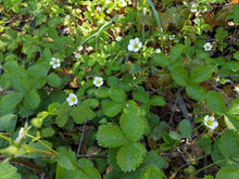Cargar imagen en el visor de la galería, A wild population of woodland strawberry (Fragaria vesca) covered in cheerful five-petaled white flowers. One of approximately 200 species of Pacific Northwest native plants available at Sparrowhawk Native Plants, native plant nursery in Portland, Oregon.