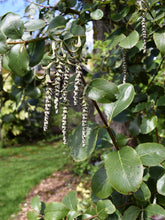 Load image into Gallery viewer, Close-up of a coast silk tassel branch (Garrya elliptica), evergreen leaves and unique tendrils of blooms. One of 100+ species of Pacific Northwest native plants available at Sparrowhawk Native Plants, Native Plant Nursery in Portland, Oregon.