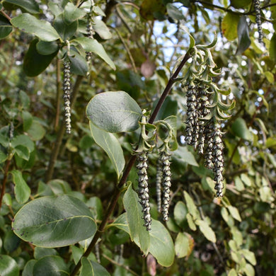 Close-up of a coast silk tassel branch (Garrya elliptica), evergreen leaves and unique tendrils of blooms. One of 100+ species of Pacific Northwest native plants available at Sparrowhawk Native Plants, Native Plant Nursery in Portland, Oregon.