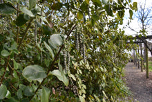 Load image into Gallery viewer, Close-up of a coast silk tassel branch (Garrya elliptica), evergreen leaves and unique tendrils of blooms. One of 100+ species of Pacific Northwest native plants available at Sparrowhawk Native Plants, Native Plant Nursery in Portland, Oregon.