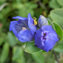 Load image into Gallery viewer, Close up of king&#39;s or staff gentian flowers (Gentiana sceptrum) with a tiny yellow spider. One of the 150+ species of Pacific Northwest native plants available at Sparrowhawk Native Plants in Portland, Oregon