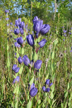 Load image into Gallery viewer, Many blue flowering stalks of king&#39;s or staff gentian (Gentiana sceptrum) in a wild population. One of the 150+ species of Pacific Northwest native plants available at Sparrowhawk Native Plants in Portland, Oregon